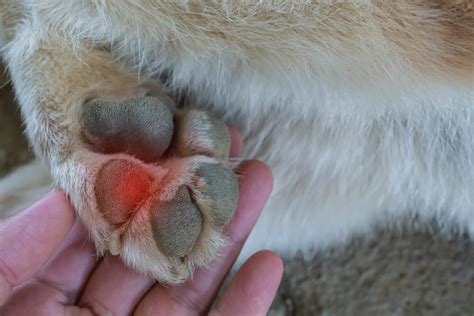 paw pad burn on dogs.